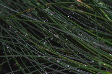 Close up shot of dark green grass blades covered in morning dew, creating a textured and glistening...