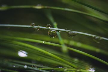 Close up of water droplets on slender, vibrant green blades of grass. Shallow depth of field, dark green background, natural lighting. Lush, vibrant, and refreshing image