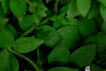Close up view of lush green leaves with water droplets, exhibiting a natural, vibrant texture. 