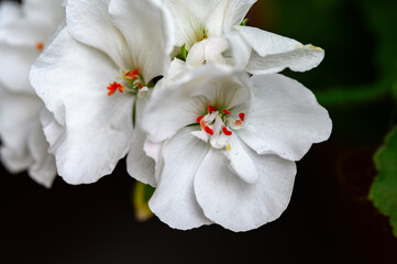 Close up view of delicate white flowers with subtle red centers, exhibiting soft petals and a slightly textured surface. The image features shallow depth of field, emphasizing the flower details