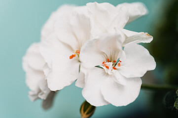 Close up view of white geranium flowers against a light teal background. The image showcases the delicate petals, subtle texture, and orange red centers of the blossoms. Soft, natural lighting