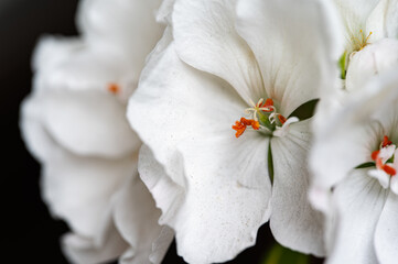 Close up of white flowers with orange centers, exhibiting delicate petals and subtle textural...