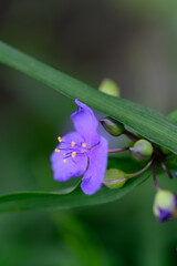 Close up of a vibrant purple flower with yellow stamens, delicately positioned against a blurred background of green foliage. The image showcases the flower's intricate details and soft texture