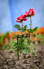 Two vibrant pink roses in full bloom stand tall against a blurred background of muted orange and...