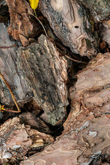Close up view of a pile of brown and gray wood bark pieces, showing varying textures and colors. Some pieces exhibit darker, almost black, areas, while others show lighter tones
