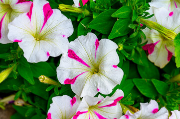 Close up view of white petunias with vibrant pink streaks, showcasing delicate petals and textures....