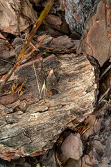 Close up view of a piece of dark brown wood with lighter brown and beige grains and textures, surrounded by other wood pieces and fragments.