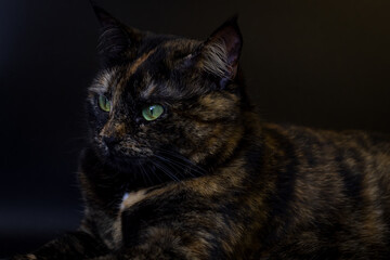 A striking portrait showcases a tortoiseshell cat with luminous green eyes, its dark, mottled fur...