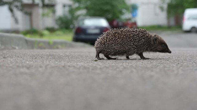 Close up of hedgehog crossing asphalt road, blurred background of parked cars and residential buildings. Daytime, natural light