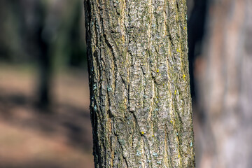 Japanese pagoda tree bark detail. Latin name is Styphnolobium japonicum, Sophora japonica