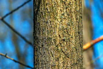 Japanese pagoda tree bark detail. Latin name is Styphnolobium japonicum, Sophora japonica. Close-up