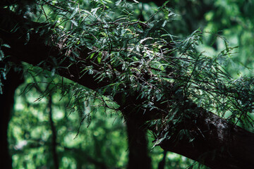 Detail of a tree in a forest in Mexico