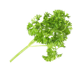 Sprig of fresh parsley isolated on white