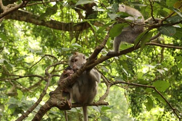 Cute monkeys on tree branch in forest