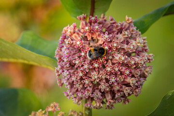 A close-up of a White-tailed Bumblebee sucking nectar from Common Milkweed flowers on a sunny...