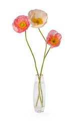 Beautiful poppy flowers in vase isolated on white