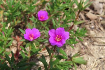 Portulaca Oleracea flowers, common purslane in Florida nature, closeup