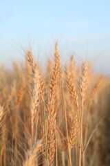 Golden wheat ears growing in field, closeup