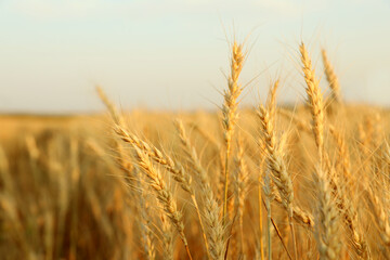 Fototapeta premium Golden wheat ears growing in field, closeup