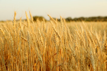 Golden wheat ears growing in field, closeup