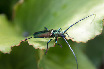 Close up of the musk beetle (Aromia moschata)