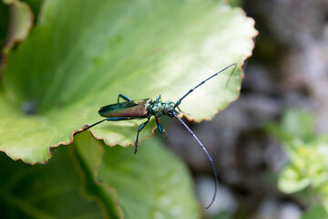 The musk beetle (Aromia moschata)