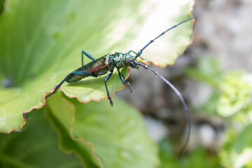 The musk beetle (Aromia moschata)