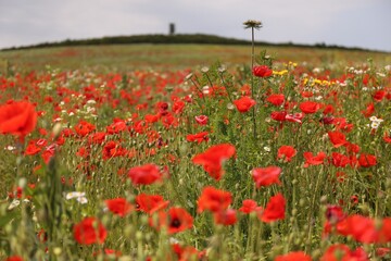 Many beautiful poppy flowers growing on field outdoors