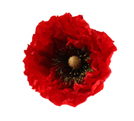Beautiful red poppy flower isolated on white