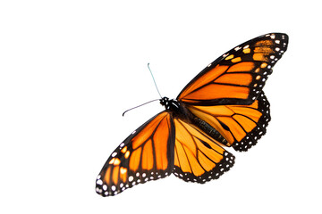 Fototapeta premium Elegant Monarch Butterfly on White A Captivating Close-Up for Nature and Wildlife Enthusiasts, Stock Photo