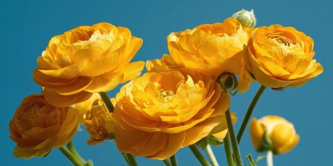 Naklejka premium Vibrant Yellow Ranunculus Flowers Against Clear Blue Sky