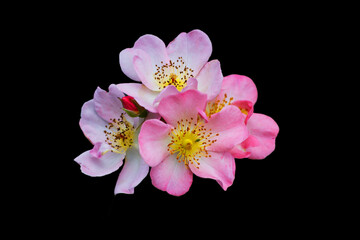 pink flowers isolated on black