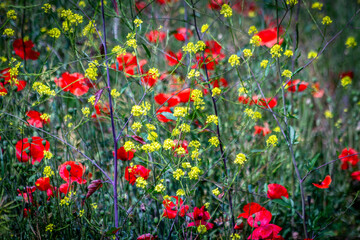 field of red poppies