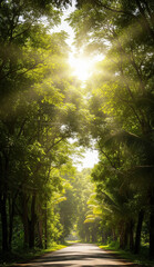 Obraz premium Lush greenery and quiet road on a beautiful tropical morning