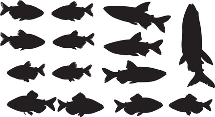 Obraz premium Cardinal Tetra Solid Vector Silhouette