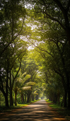 Obraz premium A quiet stretch of road surrounded by trees in the tropics
