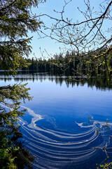 étang de la gruère, la gruère, See, Moorsee, Moor, Weiher, Hochmoor, Wanderweg, Spiegelung, Wasserpflanzen, Wald, Waldweg, Wasserpflanzen, Torfmoos, Jura, Naturschutz, Frühling, Sommer, Schweiz