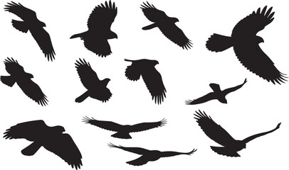 Goshawk Silhouettes Vector Pack