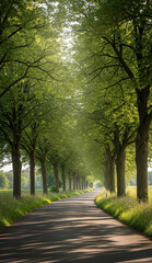 Obraz premium Tranquil rural road in the tropics lined with tall green trees