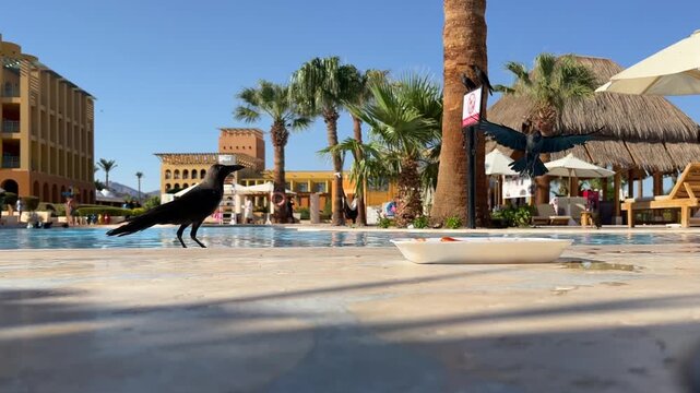 Taba, located in the Sinai Peninsula of Egypt, is known for its stunning natural beauty, including its unique desert landscapes, mountains, and access to the Red Sea. Rare birds can be found in the ar