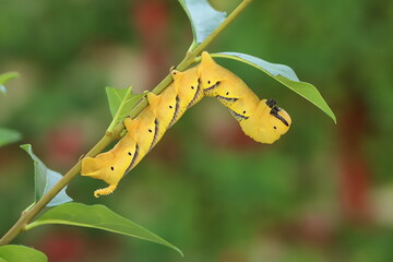 Chenille Sphinx t&ecirc;te de mort
