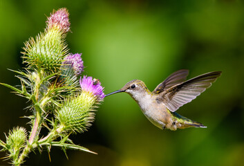 Ruby-throated Hummingbird