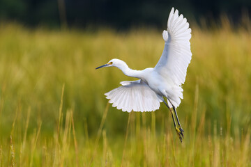 Snowy Egret