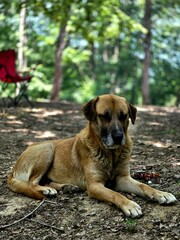 golden retriever dog
