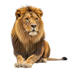 Obraz premium Lion Isolated on Transparent Background – Majestic Big Cat PNG for Wildlife Design and Branding