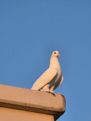pigeon on a roof