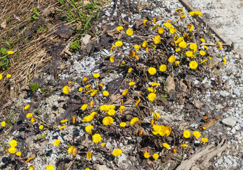 Viele Huflattichblumen Huflattichkolonie