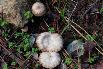 peque&ntilde;os hongo silvestre creciendo entre pastos y piedras con roc&iacute;o, zona central de Chile