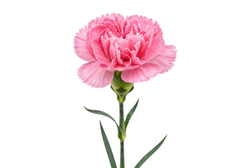 Isolated Pink Carnation Flower with Stem