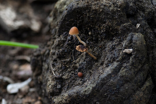 peque&ntilde;os hongos copr&oacute;filos brotando en un bosque h&uacute;medo de la zona central de Chile